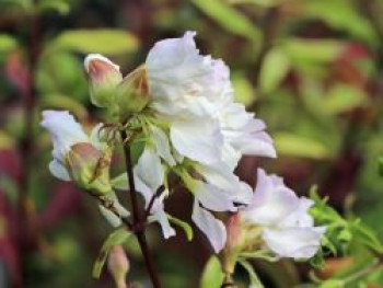 Gefülltblühendes Seifenkraut 'Alba Plena', Saponaria officinalis 'Alba Plena', Topfware von Saponaria officinalis 'Alba Plena'