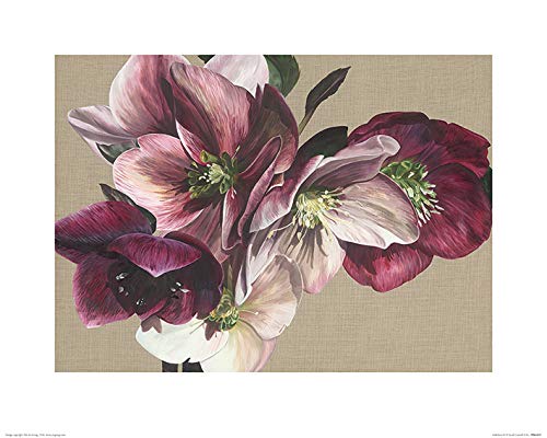 Sarah Caswell "Hellebore IV 40 x 50cm Kunstdruck von Sarah Caswell