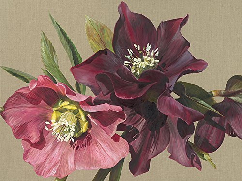 Sarah Caswell "Nightshade Hellebore, 60 x 80 cm, Leinwanddruck, Mehrfarbig von Sarah Caswell