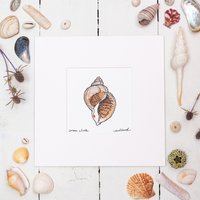 Wellhornschnecke Aquarell Kunstdruck von SarahLeaskStudio