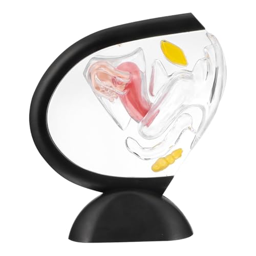 Sarini Transparentes Modell der menschlichen Gebärmutter mit sichtbaren Uterusstrukturen für Bildungszwecke. Abnehmbares Lehrmodell. PVC-Material. Einfach zu montieren und zu installieren Sarini Transparentes Modell der menschlichen Gebärmutter mit sichtbaren Uterusstrukturen für Bildungszwecke. Abnehmbares Lehrmodell. PVC-Material. Einfach zu montieren und zu installieren von Sarini