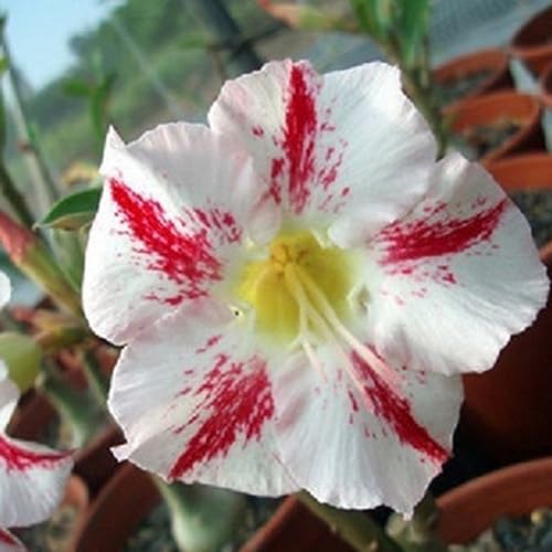 Saterkali 20 Stück Adenium Obesum Wüstenrose-Samen, Blumenpflanze, Heimbüro, Gartendekoration, Samen für die Gartenbepflanzung 3# Samen der Wüstenrose von Saterkali