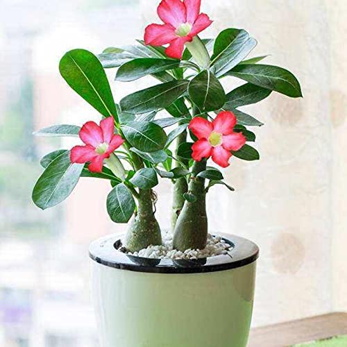 Saterkali Adenium Obesum-Samen, 100 Stück/Beutel Adenium Obesum-Samen, gentechnikfrei, leicht zu züchtende, gemischte Adenium Obesum-Wüstenrosensamen für den Garten Adeniumsamen von Saterkali