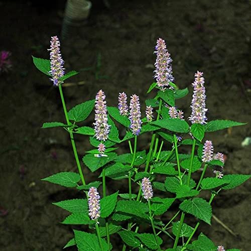 Saterkali Agastache Rugosa Samen, 30 Stück/Beutel Agastache Rugosa Samen duftende mehrjährige frische Topfpflanze im Freien Blumensamen Gartenbedarf Green von Saterkali