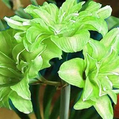 Saterkali Amaryllis-Samen, 200 Stück Blumensamen, produktiv, gentechnikfrei, frische, natürliche, gemischte Amaryllis-Samen, Gartenzubehör Hellgrün von Saterkali