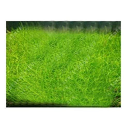 Saterkali Aquarium-Wasser-Gras-Samen, 100 Stück Aquarium-Wasser-Gras-Samen, Aquarium, hydrophile Pflanze, Landschaftsdekoration Mini-haarige Samen von Saterkali