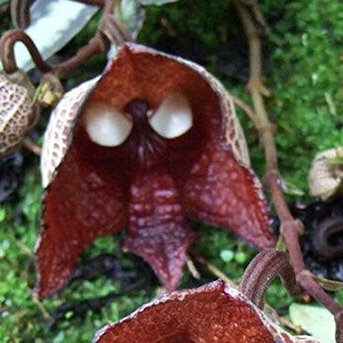 Saterkali Aristolochia Salvadorensis-Samen, 30 Stück/Beutel, Gartensamen, Frühling, lebendige, attraktive, nach Norden ausgerichtete Aristolochia Salvadorensis-Samen für den Balkon Samen von Saterkali