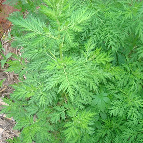 Saterkali Artemisia Annua Pflanzensamen, 50 Stück/Beutel Frische Artemisia Annua Pflanzensamen Samen von Saterkali