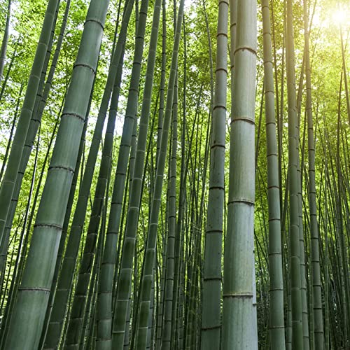 Saterkali Bambussamen, 50 Stück Bambussamen, natürlicher frischer Samen, grüner Poaceae-Samen für den Garten Bambussamen von Saterkali
