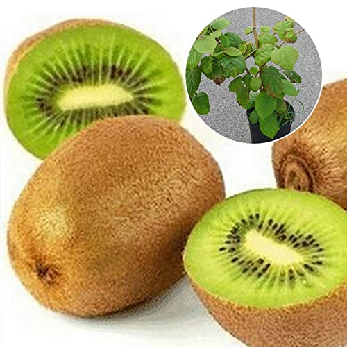 Saterkali Baum Himbeere/Brombeeren/Erdbeere/Himbeere/Kiwi-Samen, 100 Stücke Fruchtsamen Riesige Frucht Kleine Pflanzensamen für den Garten Kiwi-Samen von Saterkali