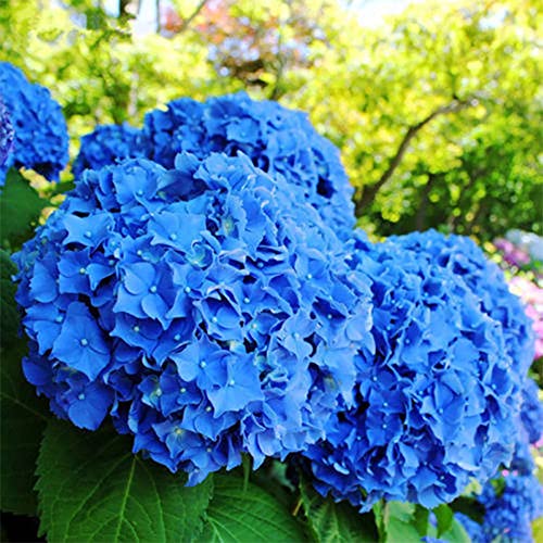 Saterkali Blaue Hortensien-Blumensamen, 50 Stück blaue Hortensien-Blumensamen, Gartenhofpflanzen, Bonsai-Topf, seltene Samen Blau von Saterkali