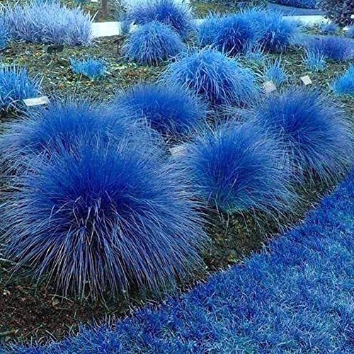 Saterkali Blaue Zitronengrassamen, 1000 Stück Blaue Zitronengrassamen Cymbopogon Flexuosus Pflanze Garten Balkon Dekor Zitronengras-Samen von Saterkali