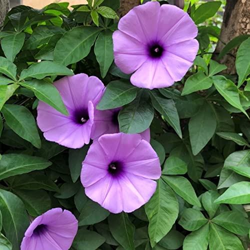 Saterkali Blumensamen, 100 Stück/Beutel, Blumensamen, Morning Glory, Desktop-Ornamente, lila Blumentopf, Bonsai, Blumensamen für das Büro Morning Glory-Samen von Saterkali