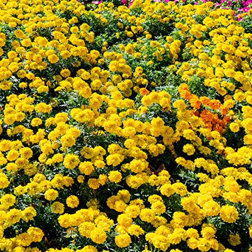 Saterkali Bodendecker-Chrysanthemensamen, 400 Stück Bodendecker-Chrysanthemensamen Blühende, einfach anzubauende, auffällige, natürliche Blumensamen für den Garten Gelb Samen von Bodendecker-Chr von Saterkali