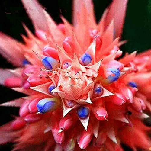 Saterkali Bromelien-Kaktus-Sukkulenten-Samen, 100 Stück Bromelien-Kaktus-Sukkulenten-Samen Hausgarten-Bonsai-Yard-Zierpflanze rot blau Bromelien-Sukkulentensamen von Saterkali