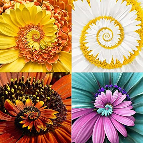 Saterkali Chrysanthemen-Blumensamen, 400 Stück Spiralchrysanthemen-Samen, seltene dekorative neuartige Wunderblumensamen für den Garten Gemischte Farbe Miracle Daisy Samen von Saterkali