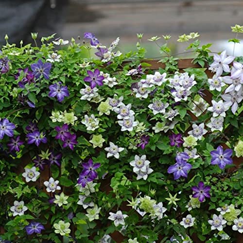 Saterkali Clematis-Samen, 50 STÜCKE Clematis-Samen Ästhetischer DIY-Mehrfarben-Rebe-Blumen-Königin-Samen für Balkon Gelb von Saterkali