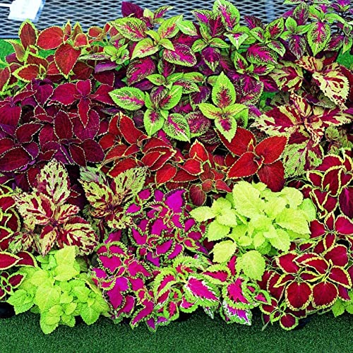 Saterkali Coleus Blumei-Samen, 120 Stück Coleus Blumei-Samen, dekorative Blätter, Pflanzen, Hausgarten, Hof, Bonsai-Dekor Coleus Blumei-Samen von Saterkali