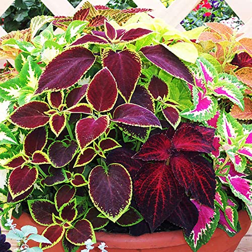 Saterkali Coleus-Samen, 300 Stück Coleus-Samen, Bonsai, kleine Blätter, Coleus, Blumengarten-Samen für Park Coleus-Samen von Saterkali