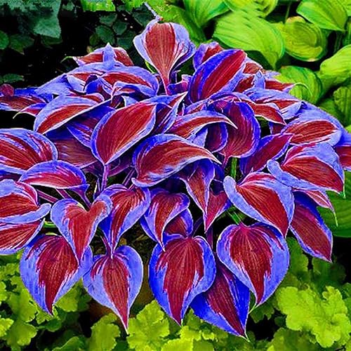 Saterkali Coleus-Samen für die Gartenbepflanzung, 300 Stück Pflanzensamen, starke Vitalität, natürliche Mini-Grassamen, Gartenbedarf Violett von Saterkali