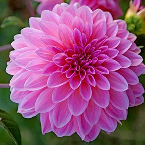 Saterkali Dahlia Pinnata-Samen, 50 Stück/Beutel Dahlia Pinnata-Samen, einfach zu pflanzen, fruchtbare, mehrjährige Bonsai-Gartenpflanzen, Samen für den Garten Dahlia Pinnata-Samen von Saterkali