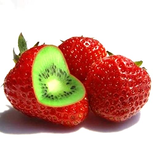 Saterkali Erdbeer-Kiwi-Samen, 100/200/400 Stück, seltene Erdbeer-Kiwi-Samen, süße Frucht, Bonsai-Gartenpflanze Erdbeer-Kiwi-Samen 100pcs von Saterkali