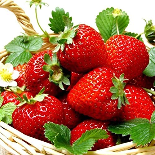 Saterkali Erdbeersamen, 300 Stück, riesige Erdbeersamen, Garten, Hof, Bauernhof, köstliche Balkon-Bonsai-Dekoration Riesige Erdbeersamen von Saterkali