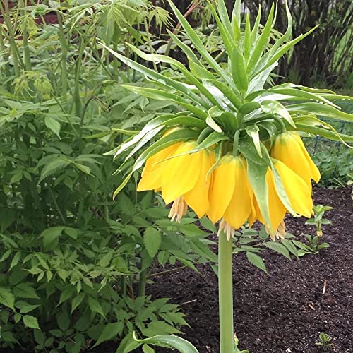 Saterkali Fritillaria Imperialis Samen, 100 Stück Fritillaria Imperialis Samen Bonsai Pflanze Blume Garten Balkon Dekor Gelb von Saterkali