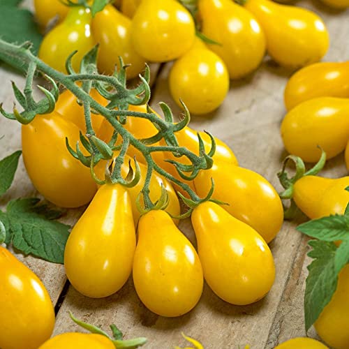 Saterkali Gelbe Birnen-Tomatensamen, 100 Stück Gelbe Birnen-Tomatensamen Gartenhofpflanze Nahrhaftes Fruchtgemüse Tomatensamen von Saterkali