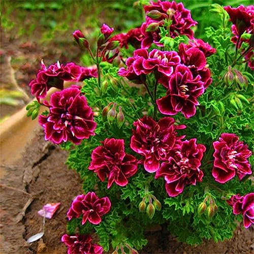 Saterkali Geranien-Blumensamen, 20 Stück, Geranien-Blumensamen, Pflanzen, Zuhause, Bonsai, Garten, Dekoration, Schönheit von Saterkali