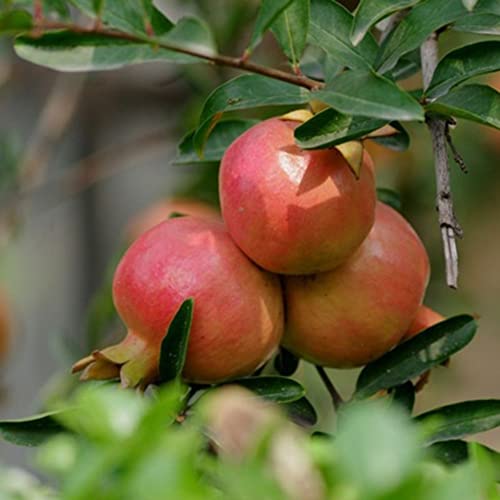 Saterkali Granatapfelkerne, 20 Stück, Granatapfelkerne, Baum, Bonsai, Obst, Sukkulenten, Garten, Balkon, Dekoration 20 Stück Granatapfel-Bonsai-Samen von Saterkali