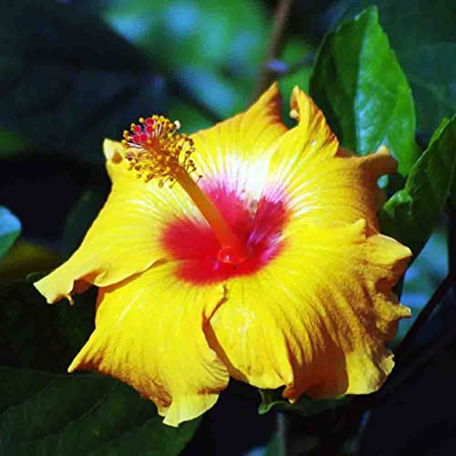 Saterkali Hibiscus Coralline Blumensamen, 200 Stück Hibiscus Coralline Blumensamen Garten Hof Heimpflanze DIY Bonsai Dekor Hibiskus Coralline Samen von Saterkali