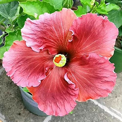 Saterkali Hibiskus-Samen, 50 Stück/Beutel Hibiskus-Samen, gut blühend, schnelles Wachstum, umweltfreundliche rote Blumen-Hibiskus-Bonsai-Samen für Bonsai Hibiskussamen von Saterkali