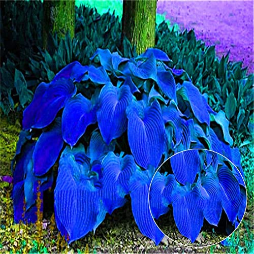 Saterkali Hosta Plantaginea-Samen, 200 Stück Hosta Plantaginea-Samen, duftende Wegerich-Bonsai-Pflanze, Hausgarten-Dekoration Hosta Plantaginea-Samen von Saterkali