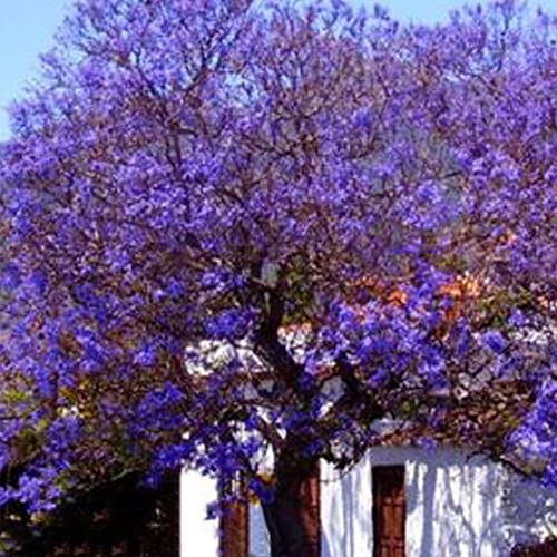 Saterkali Jacaranda Mimosifolia Samen, 100 Stück Jacaranda Mimosifolia Royal Empress Baum Blumensamen Garten Pflanzen Dekor von Saterkali