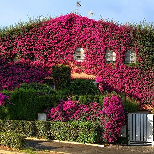 Saterkali Japanische Creepers-Samen, 100 Stück/Beutel Gartensamen Evergreen Attraktive mittlere Bewässerung japanischer Creepers-Samen für Zuhause Samen von Saterkali