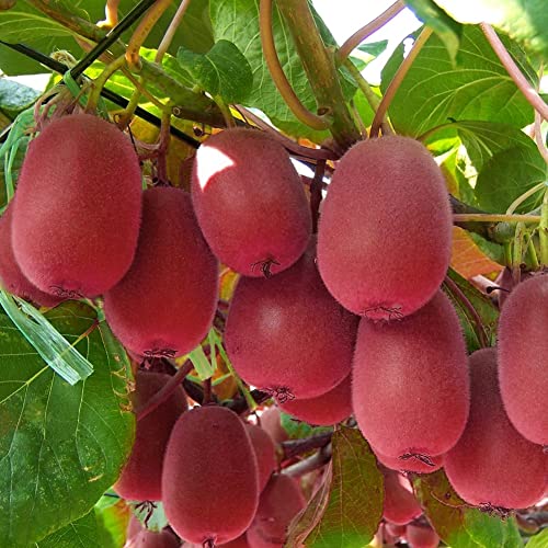 Saterkali Kiwisamen, 20 Stück rote Kiwisamen Actinidia Bonsai Köstliche Obstbaumpflanze Gartendekoration Kiwi-Samen von Saterkali