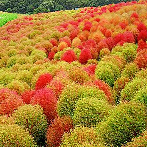 Saterkali Kochia Scoparia-Samen, 200 Stück/Beutel Kochia Scoparia-Samen, natürliche, multifunktionale, dekorative, ästhetische Pflanzensamen für den Garten Orange Rot Kochia Scoparia von Saterkali