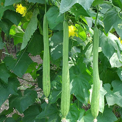 Saterkali Lange Luffa-Samen, 10 Stück lange Luffa-Samen, Schwamm, Gurke, Handtuch, Kürbis, grüne Gemüsepflanze von Saterkali