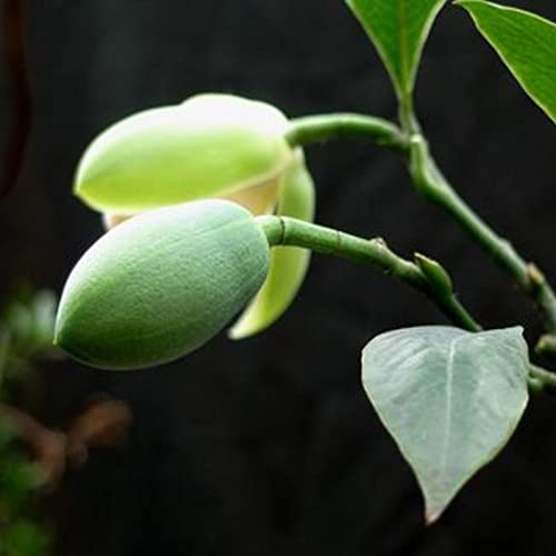 Saterkali Magnolien-Kokos-Samen, 20 Stück/Beutel Blumensamen, schnell keimtolerante Magnolien-Kokos-Garten-Bonsai-Samen für den Außenbereich Magnolien-Kokos-Samen von Saterkali