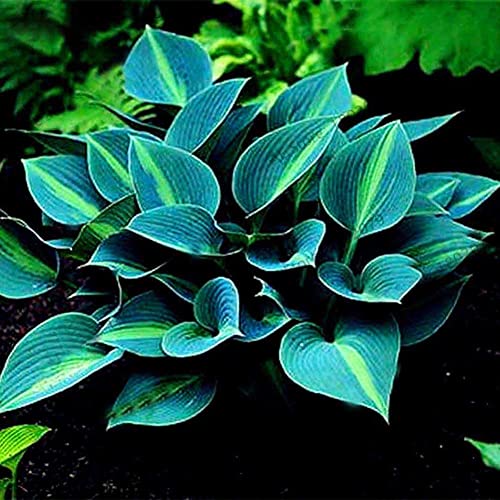 Saterkali Mischfarbe Hosta Plantaginea-Samen, 200 Stück Mischfarbe Hosta Plantaginea-Samen Duftende Wegerich-Bonsai-Dekorpflanze Blau Hosta-Samen von Saterkali