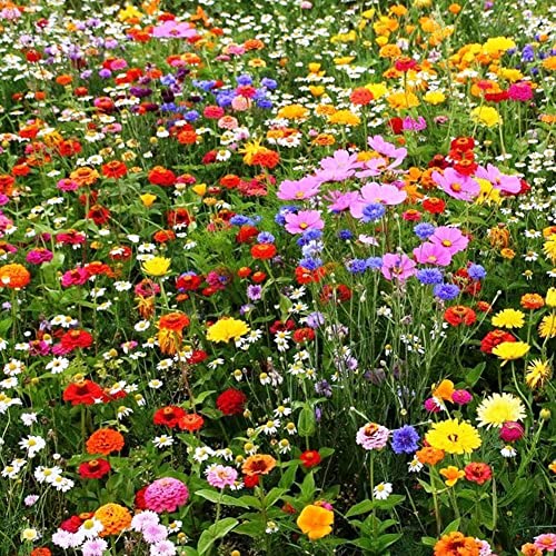 Saterkali Mischfarbe Wildblumen-Wildgras-Samen, 500 Stücke Mischfarbe Wildblumen-Wildgras-Samen-Hausgarten-Rasen-Zierpflanze Gemischte Wildgrassamen von Saterkali