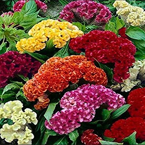 Saterkali Mix Color Celosia Crested, 100 Stück Mix Color Celosia Crested Cockscomb Samen Garten einfach wachsende Blume von Saterkali