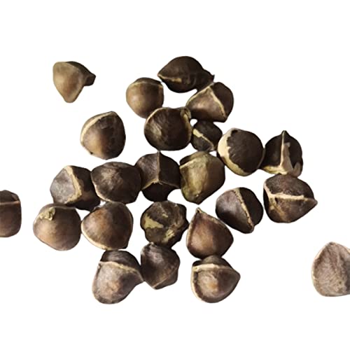 Saterkali Moringa-Samen, 50 Stück/Beutel Moringa-Samen, intensiver Moringa-Duft, gentechnikfrei, gesunder Garten, Moringa-Samen für den Garten Samen von Saterkali