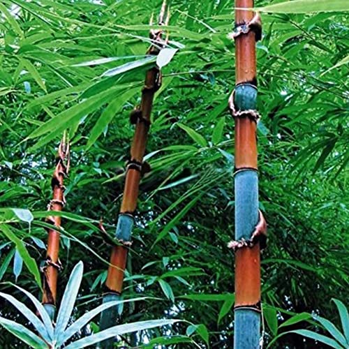 Saterkali Moso-Bambus-Samen, 100 Stück, schwarz, lila, grün, Phyllostachys pubescens, Moso-Bambus-Samen, Gartenpflanzen 100 Stück bunte Bambussamen von Saterkali