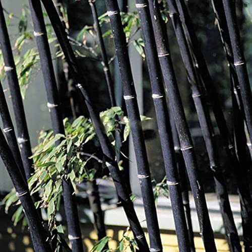 Saterkali Moso-Bambus-Samen, 100 Stück, schwarz, lila, grün, Phyllostachys pubescens, Moso-Bambus-Samen, Gartenpflanzen 100 Stück schwarze Bambussamen von Saterkali