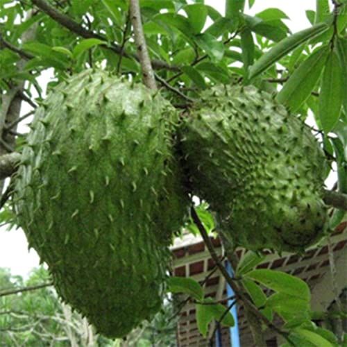 Saterkali Muricata-Samen, 20 Stück Soursop Tropical Fruit Custard Graviola Annona Muricata-Samen von Saterkali