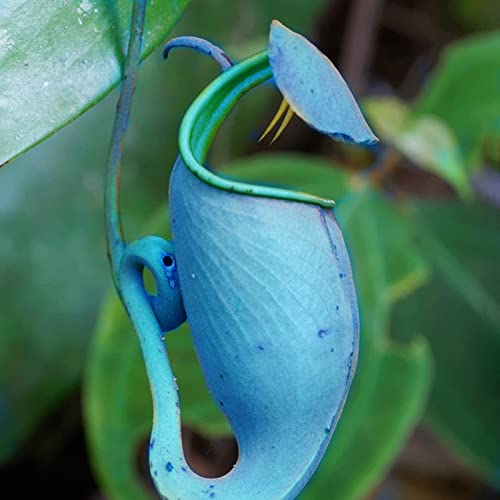 Saterkali Nepenthes-Samen, 50 Stück/Beutel Nepenthes-Samen, dekorativ, tropisch, mit Beutel, fleischfressende Pflanzen, Samen für Zuhause Blau Nepenthes-Samen von Saterkali