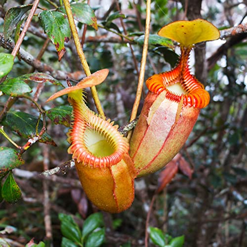 Saterkali Nepenthes-Samen, 50 Stück/Beutel Nepenthes-Samen, dekorativ, tropisch, mit Beutel, fleischfressende Pflanzen, Samen für Zuhause Orange Nepenthes-Samen von Saterkali