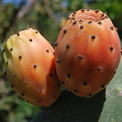 Saterkali Opuntia Ficus-indica-Samen, 50 Stück Samen, produktive, ertragreiche kleine natürliche Opuntia Ficus-indica-Samen für den Garten Opuntia ficus-indica-Samen von Saterkali